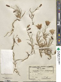 Campanula scheuchzeri image