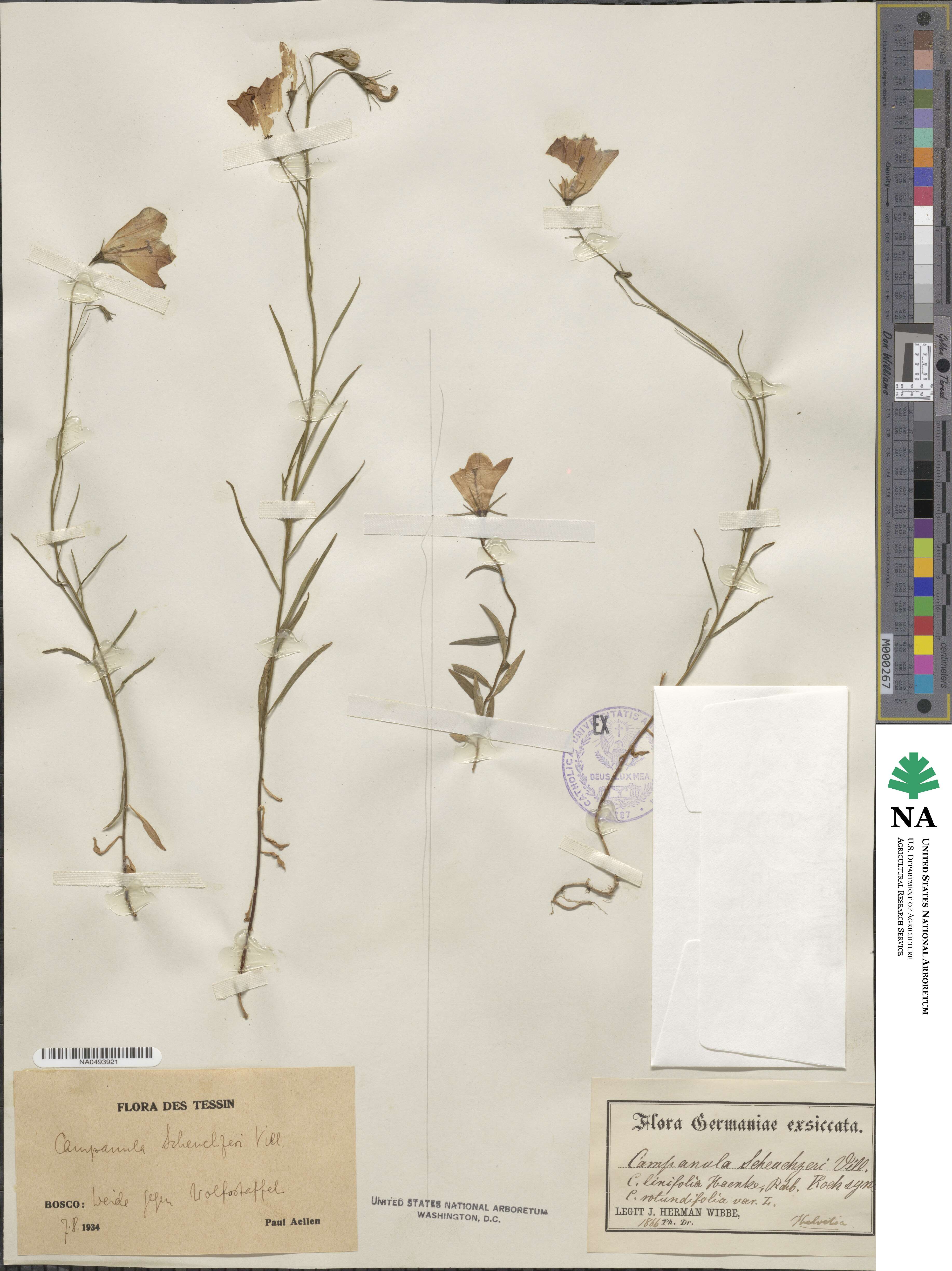 Campanula scheuchzeri image