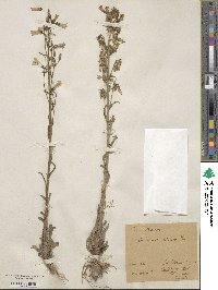 Campanula sibirica image