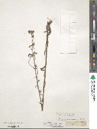 Campanula sibirica image