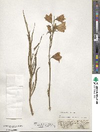 Campanula persicifolia image