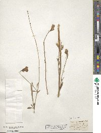 Campanula persicifolia image