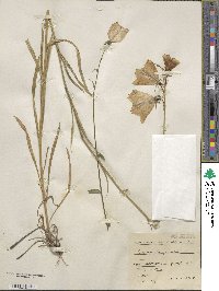 Campanula persicifolia image