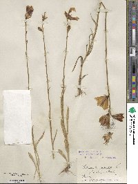 Campanula persicifolia image