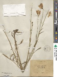 Campanula persicifolia image