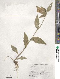 Campanula punctata image