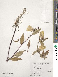 Campanula punctata var. hondoensis image