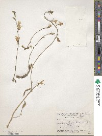 Campanula reuteriana image