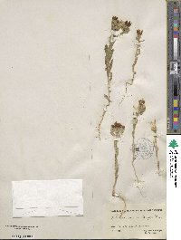 Campanula strigosa image
