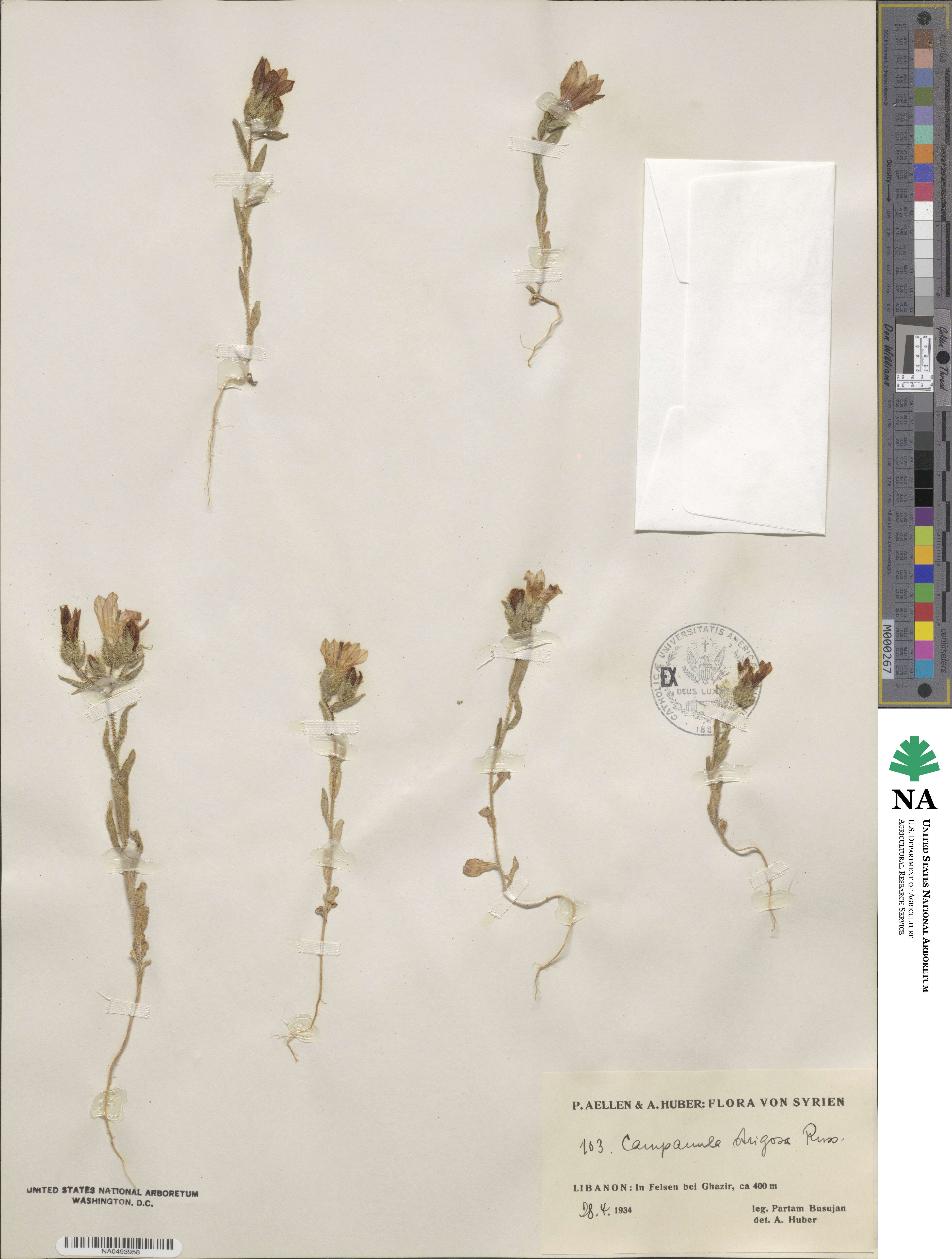 Campanula strigosa image