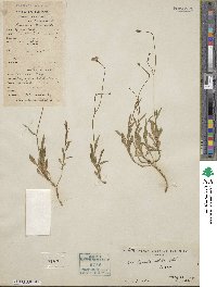 Image of Campanula drabifolia