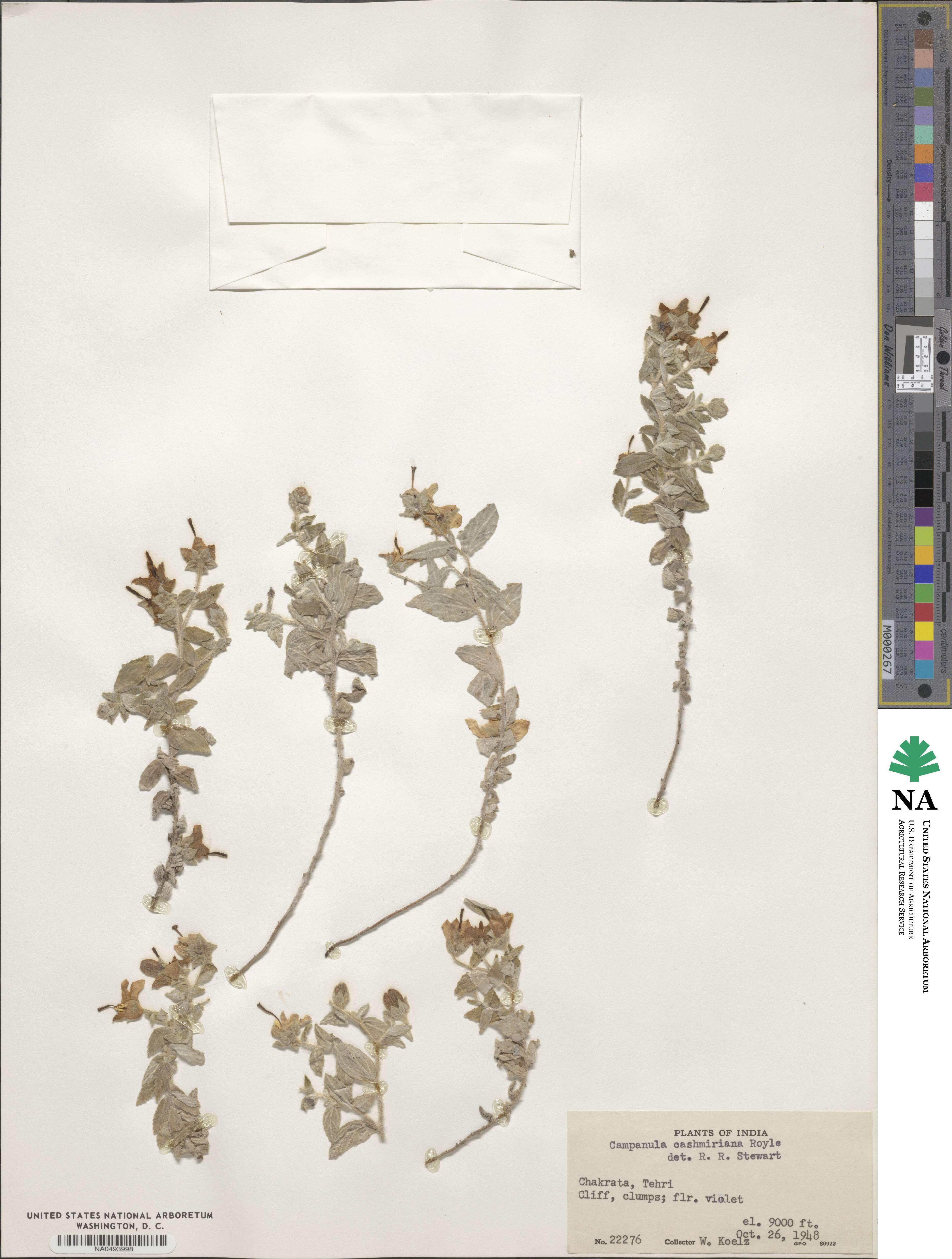 Campanula cashmeriana image