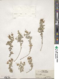 Campanula cashmeriana image