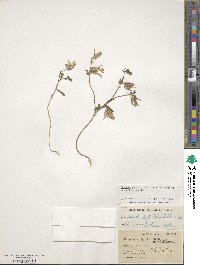 Campanula reuteriana image