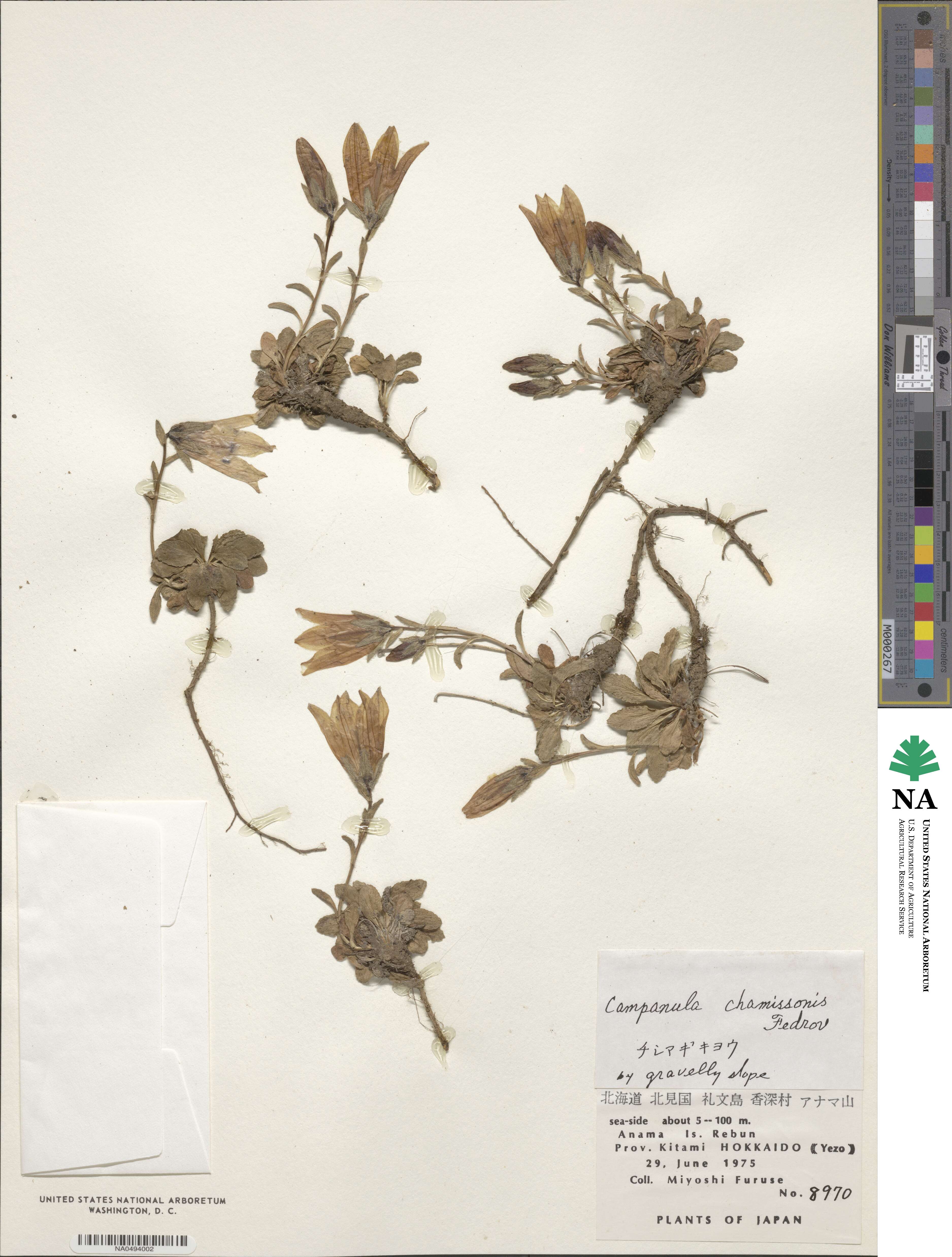 Campanula dasyantha subsp. chamissonis image