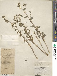 Campanula pallida image