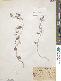 Campanula pallida image