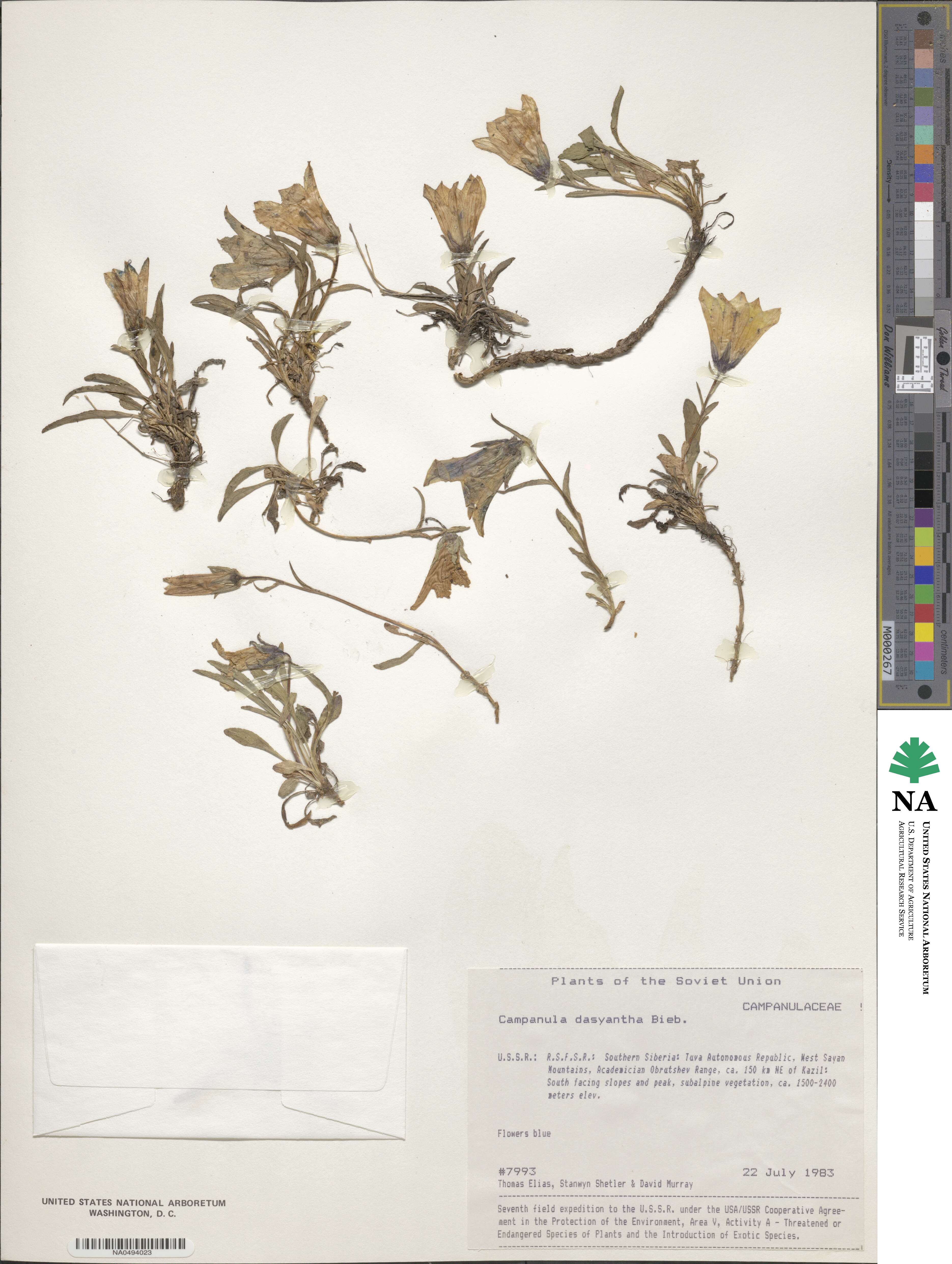 Campanula dasyantha image