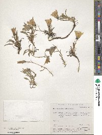 Campanula dasyantha image