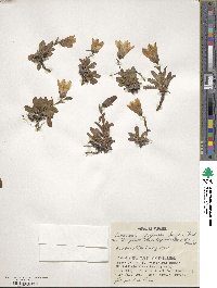 Campanula dasyantha image