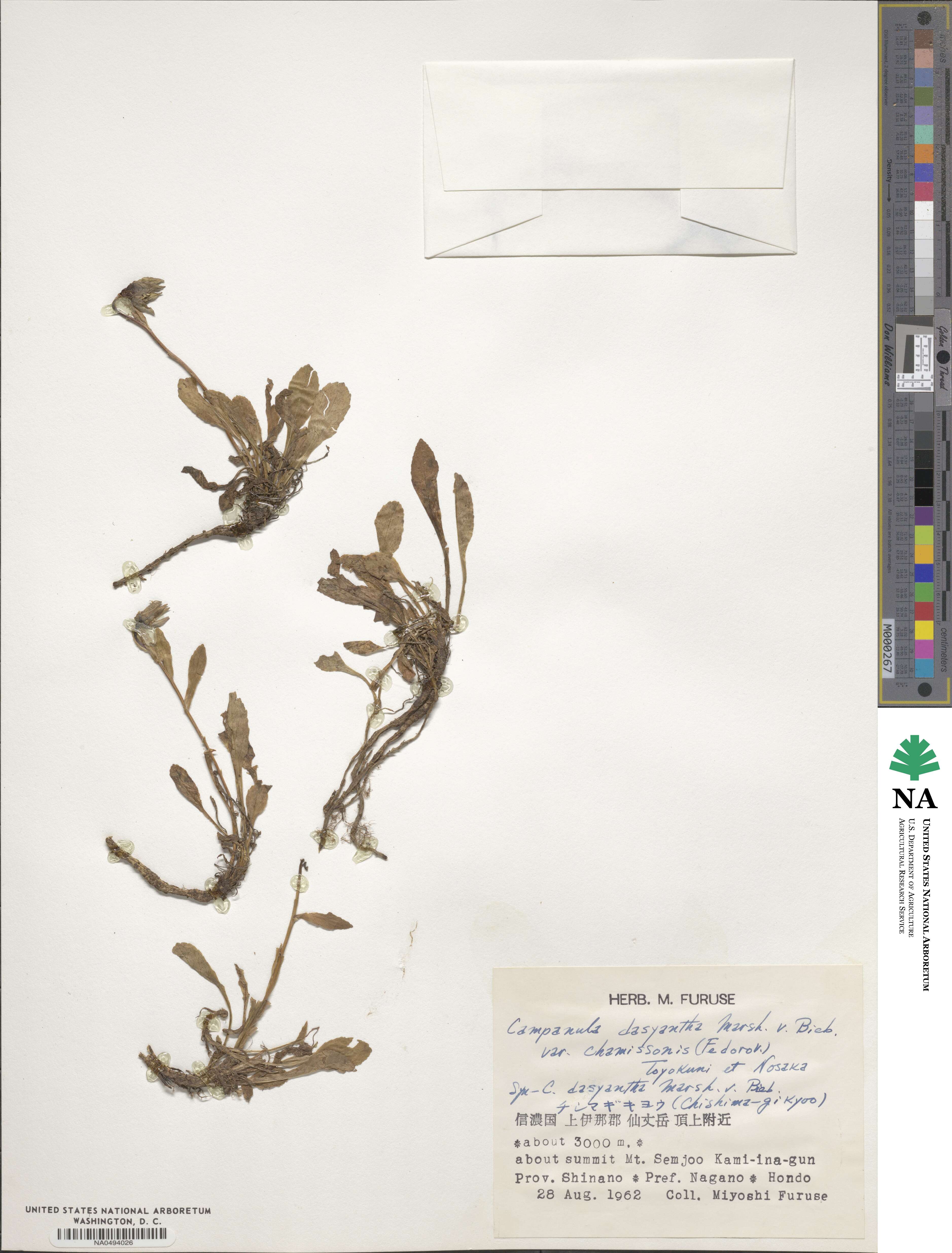 Campanula dasyantha subsp. chamissonis image