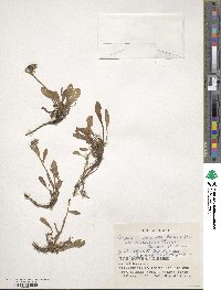 Campanula dasyantha subsp. chamissonis image