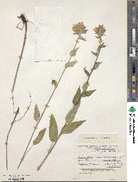 Campanula glomerata image