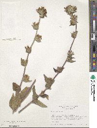 Campanula glomerata image