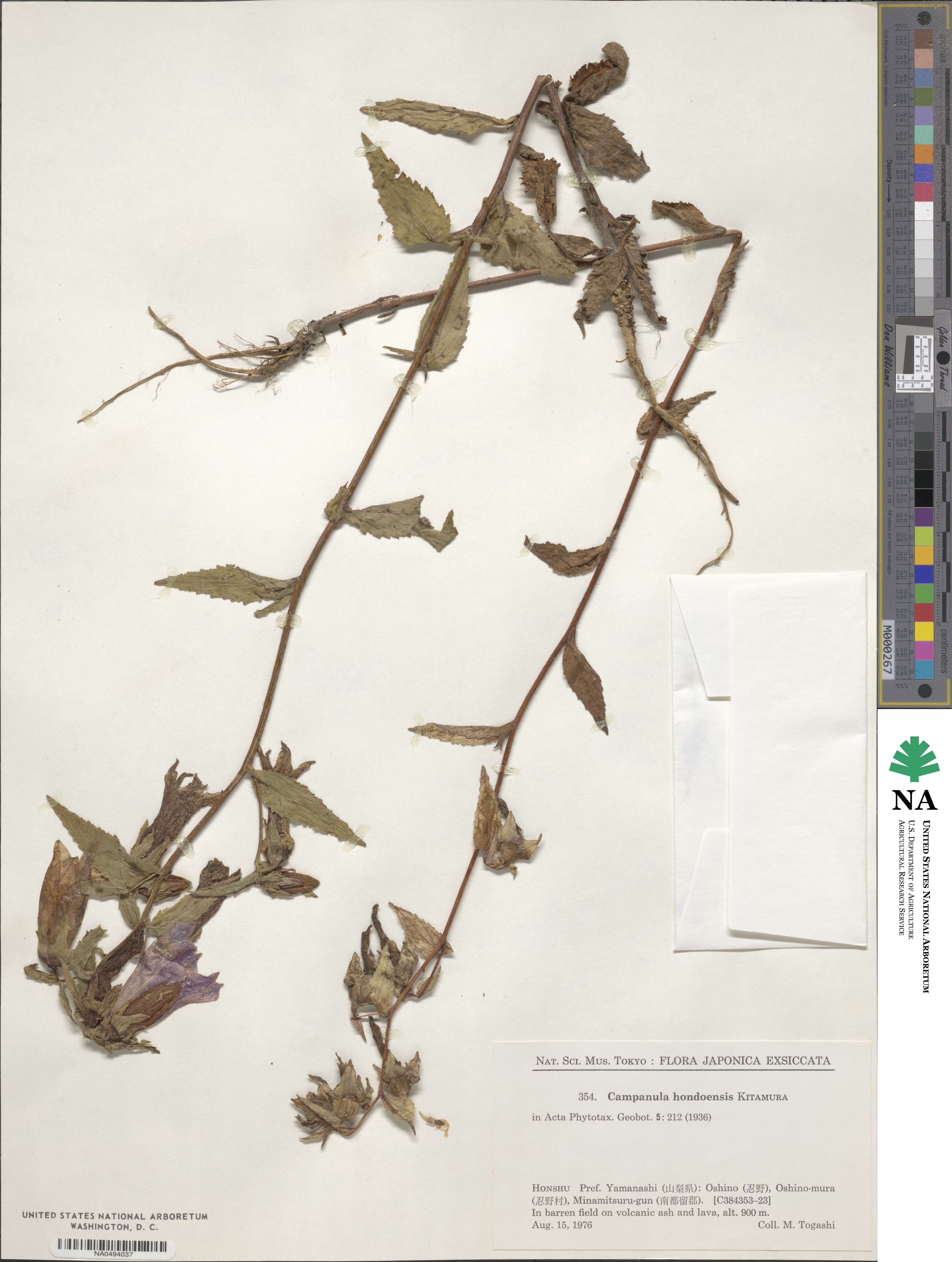 Campanula punctata var. hondoensis image