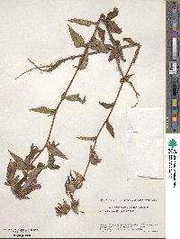 Campanula punctata image