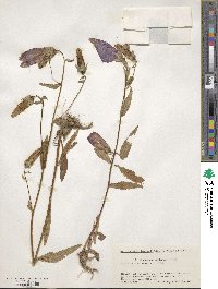 Campanula punctata var. hondoensis image