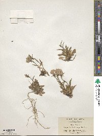 Campanula lasiocarpa image