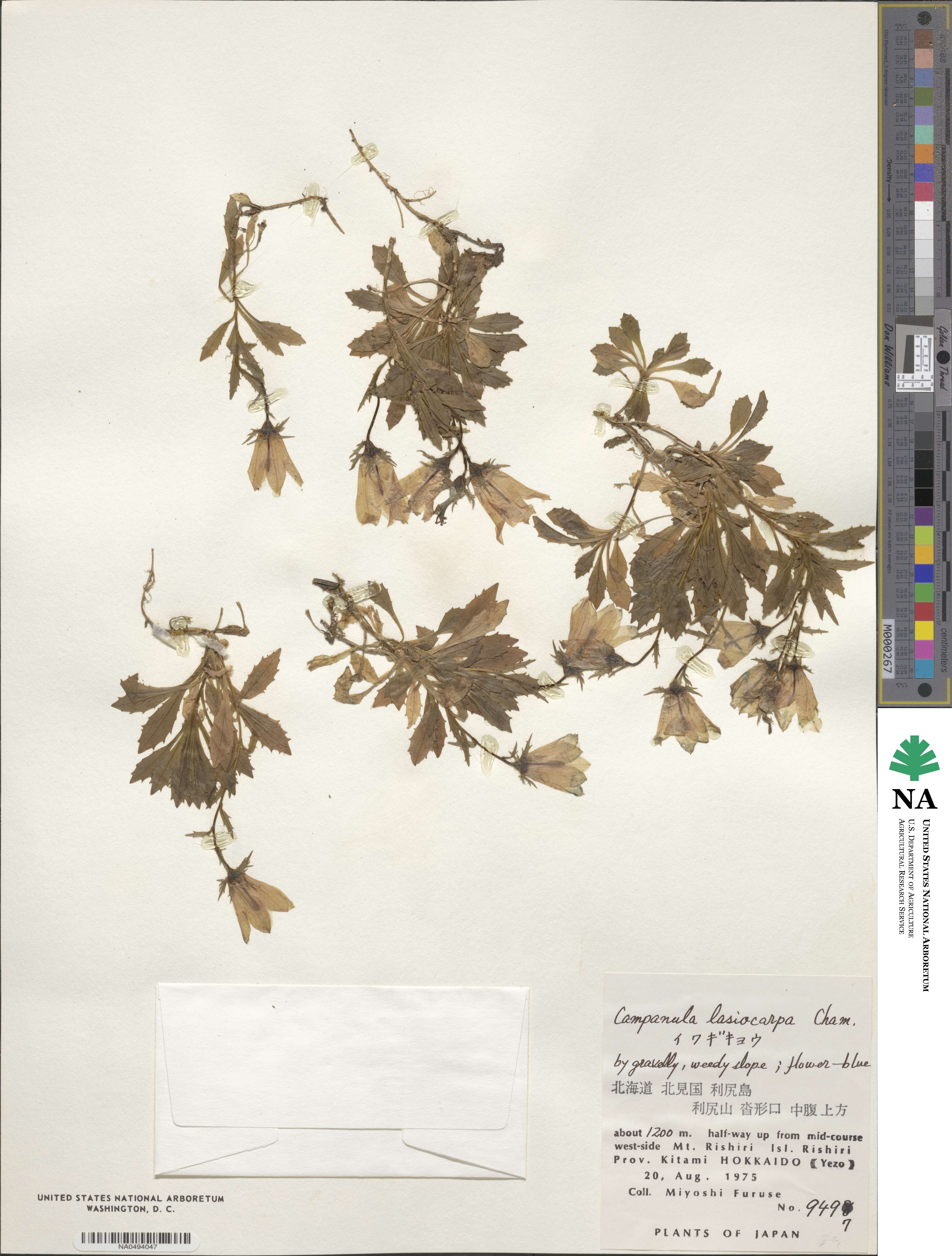 Campanula lasiocarpa image