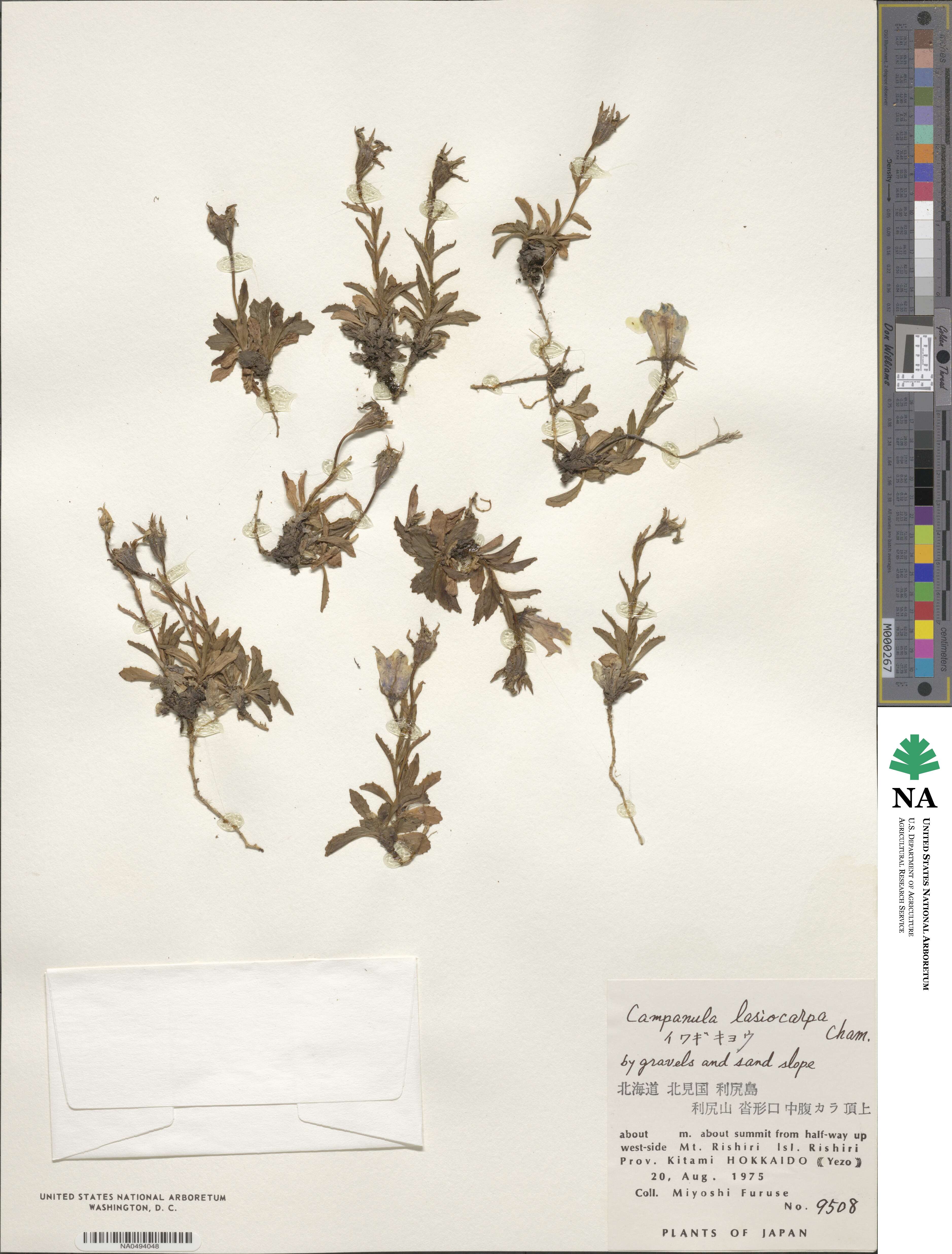 Campanula lasiocarpa image