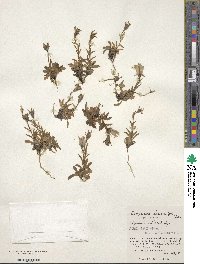 Campanula lasiocarpa image