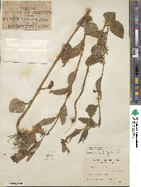 Campanula latifolia image