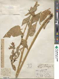 Campanula latifolia image