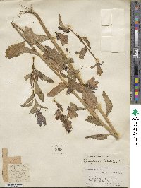 Campanula latifolia image