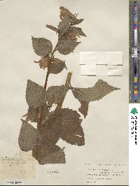 Campanula latifolia image
