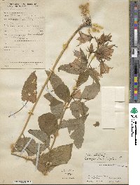 Campanula latifolia image