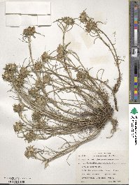 Edraianthus tenuifolius image