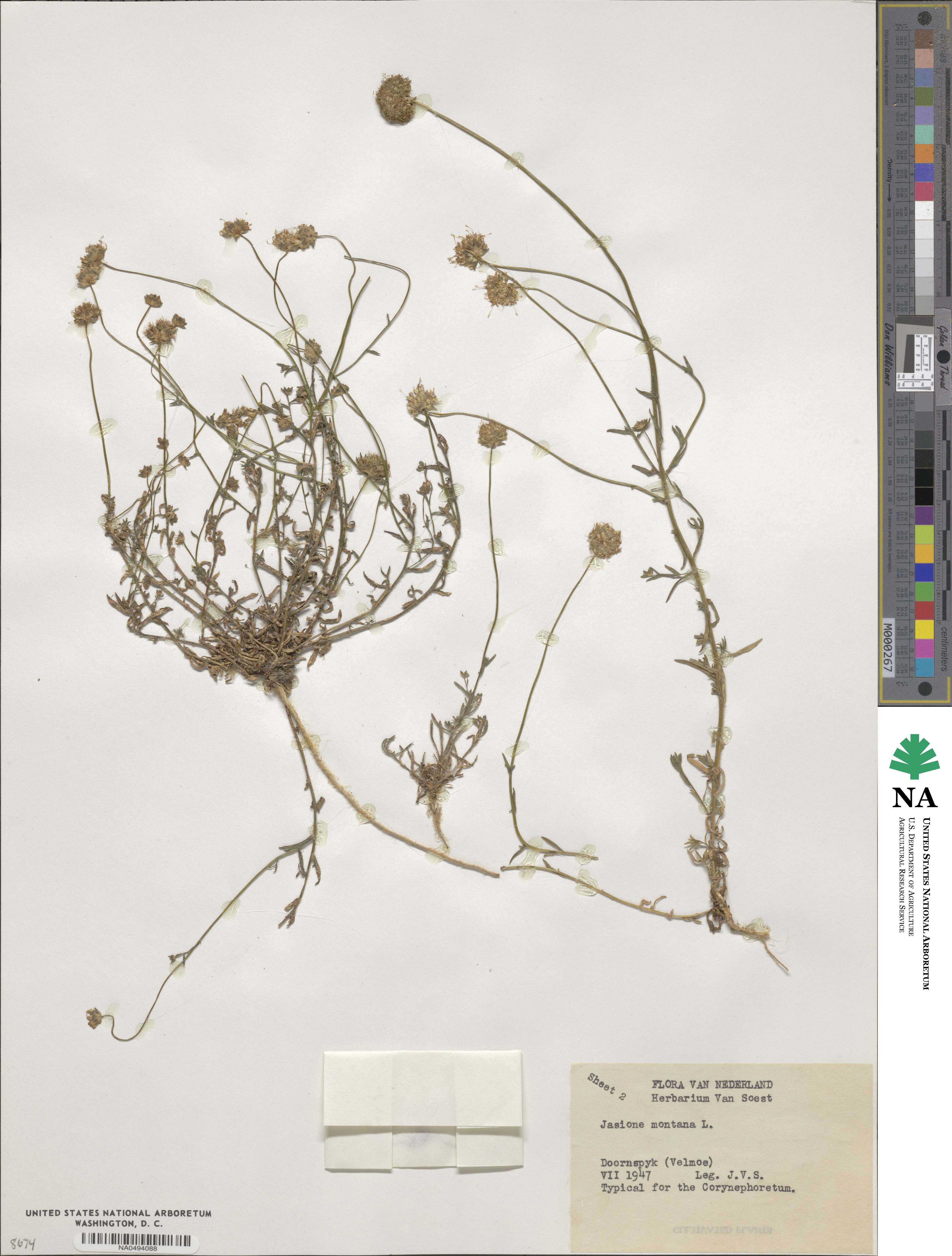 Jasione montana image