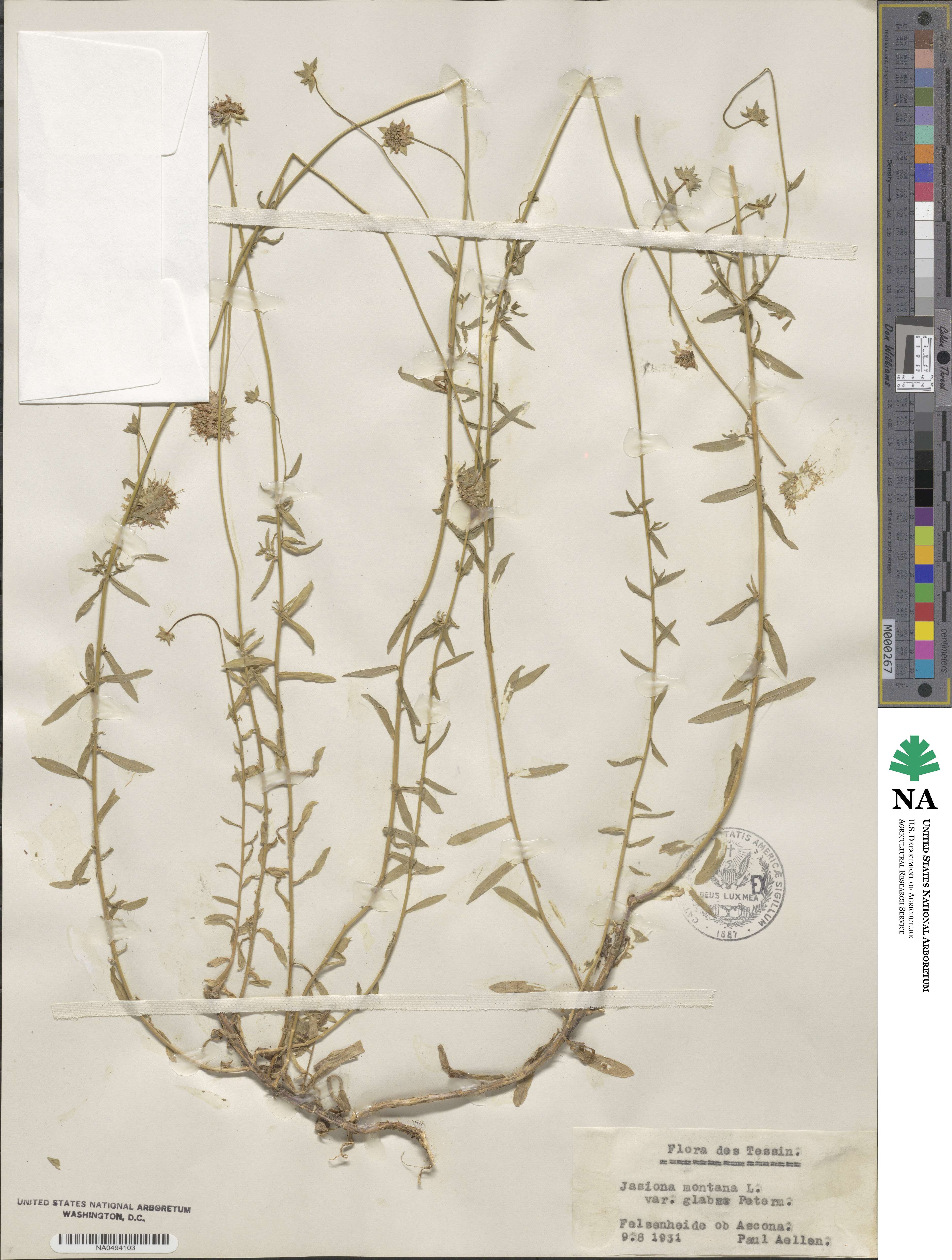 Jasione montana var. glabra image