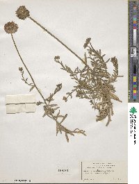 Jasione laevis subsp. laevis image