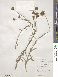 Jasione laevis subsp. laevis image