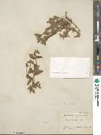 Campanula dichotoma image