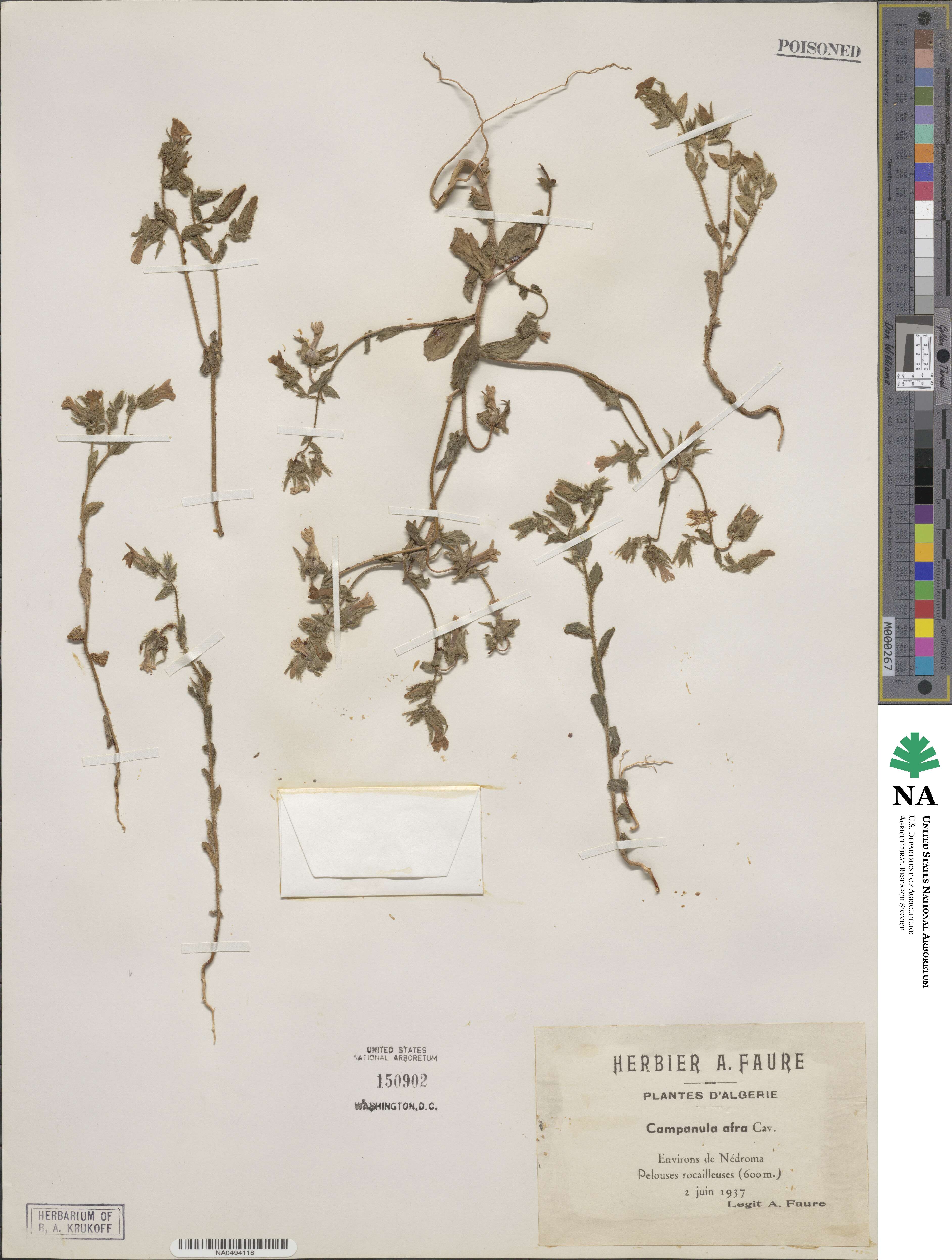 Campanula dichotoma image