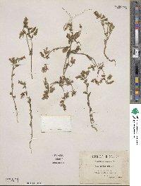 Campanula dichotoma image