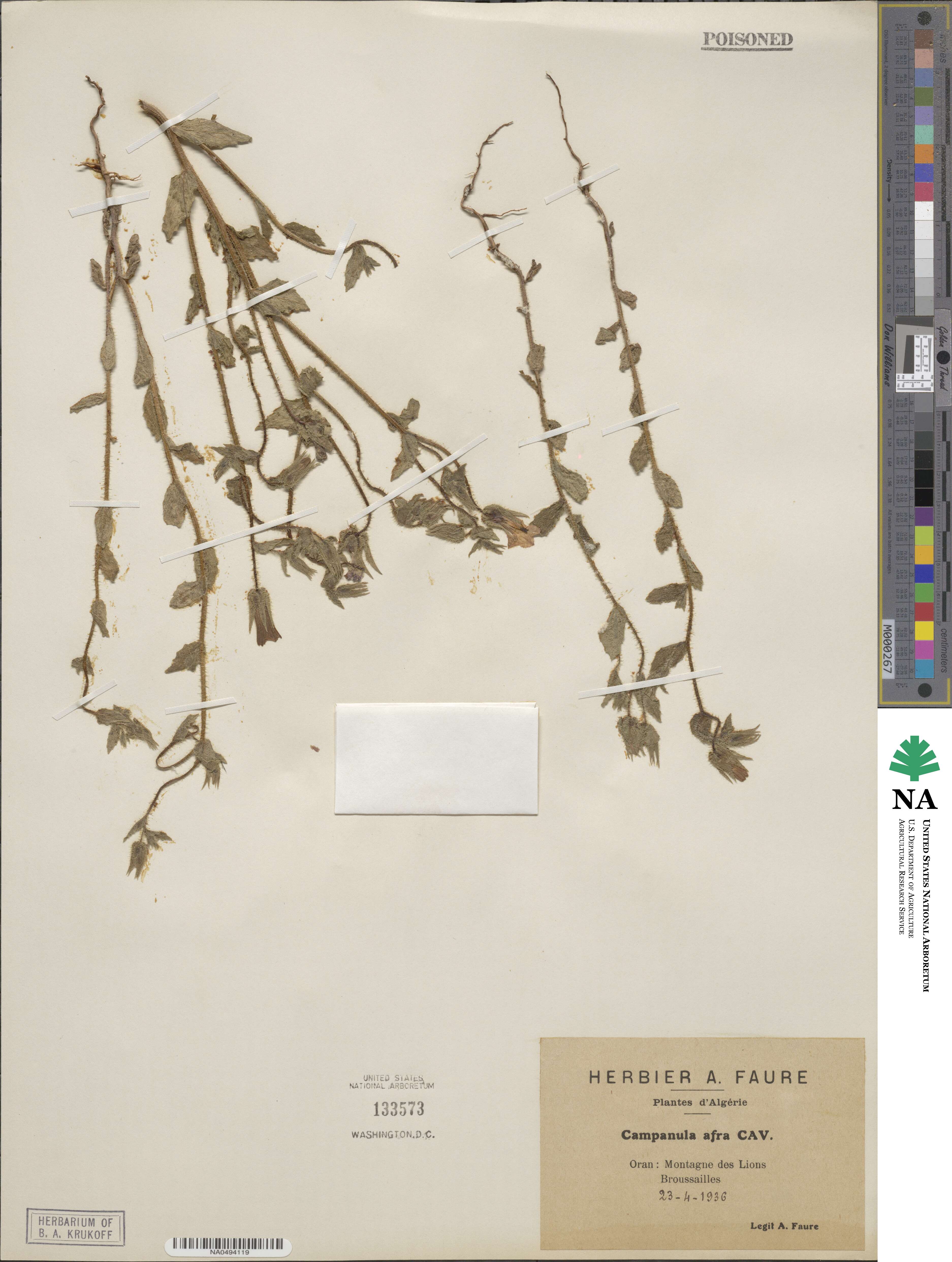 Campanula dichotoma image