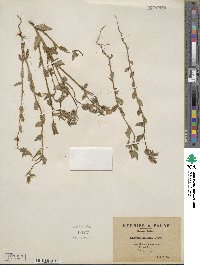 Campanula dichotoma image